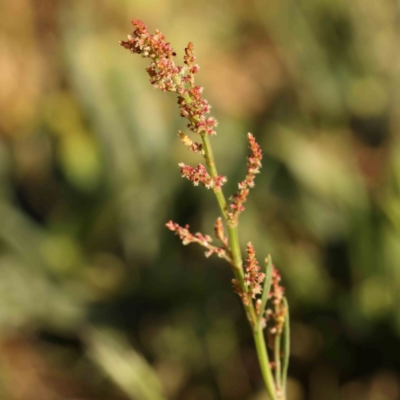 Rumex acetosella (Sheep Sorrel) at Sullivans Creek, Turner - 17 Nov 2023 by ConBoekel