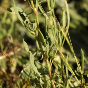 Rumex acetosella at City Renewal Authority Area - 18 Nov 2023