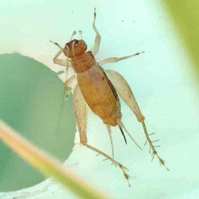 Trigonidium australiana (Leaf running cricket) at Sullivans Creek, Turner - 18 Nov 2023 by ConBoekel