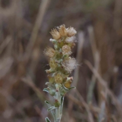 Gamochaeta calviceps (Narrowleaf Purple Everlasting) at Sullivans Creek, Turner - 17 Nov 2023 by ConBoekel