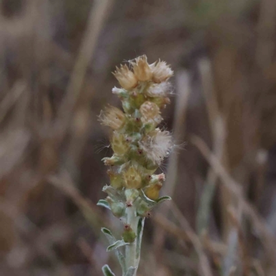 Gamochaeta purpurea (Purple Cudweed) at Sullivans Creek, Turner - 17 Nov 2023 by ConBoekel