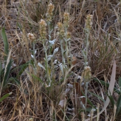 Gamochaeta purpurea at Sullivans Creek, Turner - 18 Nov 2023