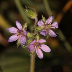 Erodium cicutarium (Common Storksbill, Common Crowfoot) at Sullivans Creek, Turner - 18 Nov 2023 by ConBoekel