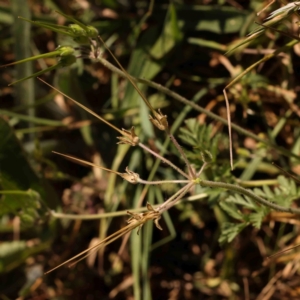 Erodium cicutarium at Sullivans Creek, Turner - 18 Nov 2023