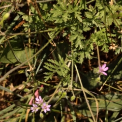 Erodium cicutarium at Sullivans Creek, Turner - 18 Nov 2023