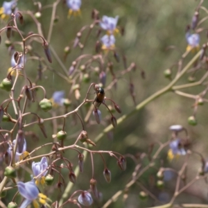 Phyllotocus navicularis at Lyons, ACT - 7 Dec 2016