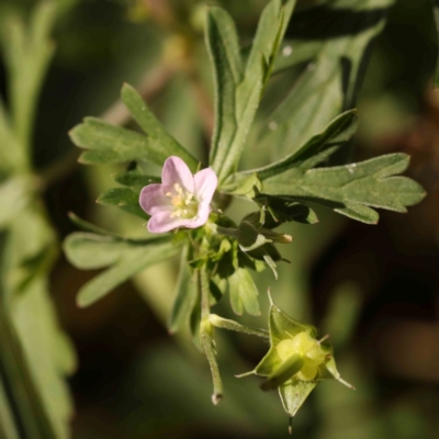 Geranium sp. Pleated sepals (D.E.Albrecht 4707) Vic. Herbarium (Naked Crane's-bill) at Sullivans Creek, Turner - 18 Nov 2023 by ConBoekel