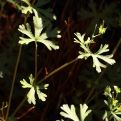 Geranium sp. Pleated sepals (D.E.Albrecht 4707) Vic. Herbarium at Sullivans Creek, Turner - 18 Nov 2023