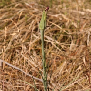 Tragopogon porrifolius subsp. porrifolius at Sullivans Creek, Turner - 18 Nov 2023 09:34 AM