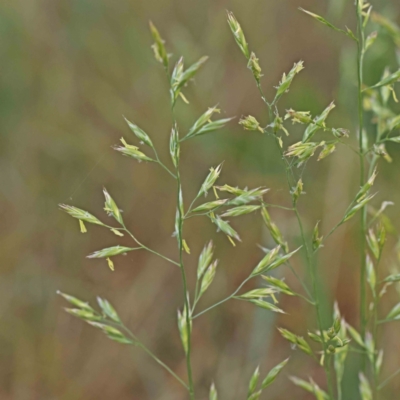 Festuca sp. (A Fescue) at Haig Park - 18 Nov 2023 by ConBoekel