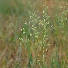 Festuca sp. at Sullivans Creek, Turner - 18 Nov 2023 08:37 AM