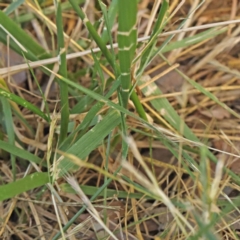 Festuca sp. at Sullivans Creek, Turner - 18 Nov 2023 08:37 AM