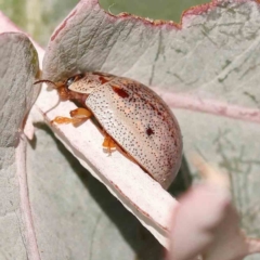 Paropsisterna m-fuscum (Eucalyptus Leaf Beetle) at Turner, ACT - 17 Nov 2023 by ConBoekel