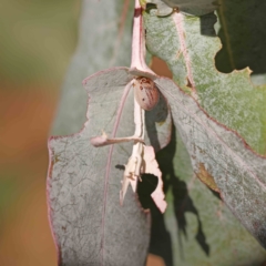 Paropsisterna m-fuscum at Sullivans Creek, Turner - 18 Nov 2023