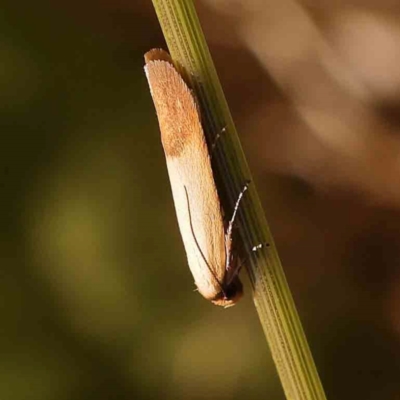 Tachystola stenoptera (A concealer moth) at Turner, ACT - 17 Nov 2023 by ConBoekel