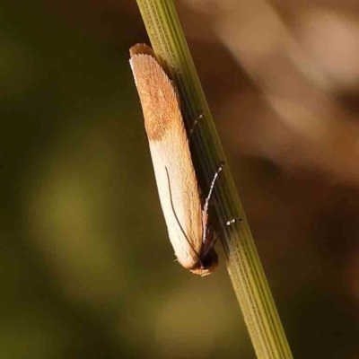 Tachystola stenoptera (Chezela Group) at Sullivans Creek, Turner - 18 Nov 2023 by ConBoekel