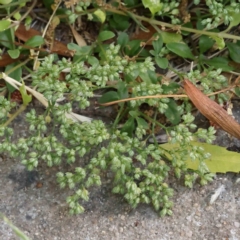 Polycarpon tetraphyllum (Four-leaf Allseed) at Sullivans Creek, Turner - 17 Nov 2023 by ConBoekel