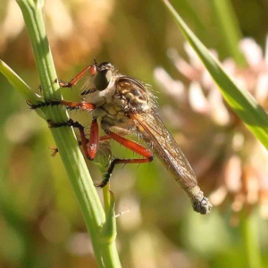 Zosteria sp. (genus) at Sullivans Creek, Turner - 18 Nov 2023