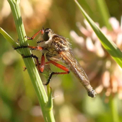 Zosteria sp. (genus) (Common brown robber fly) at Haig Park - 18 Nov 2023 by ConBoekel