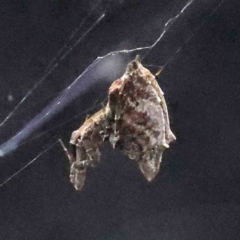 Uloboridae (family) (Unidentified venomless spider) at Sullivans Creek, Turner - 17 Nov 2023 by ConBoekel