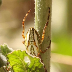 Plebs bradleyi (Enamelled spider) at Sullivans Creek, Turner - 18 Nov 2023 by ConBoekel