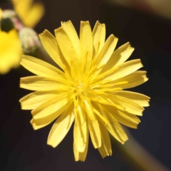 Lactuca serriola (Prickly Lettuce) at Sullivans Creek, Turner - 17 Nov 2023 by ConBoekel