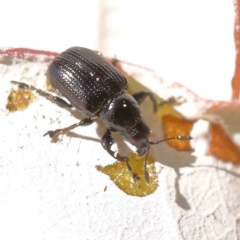 Euops sp. (genus) (A leaf-rolling weevil) at Turner, ACT - 17 Nov 2023 by ConBoekel