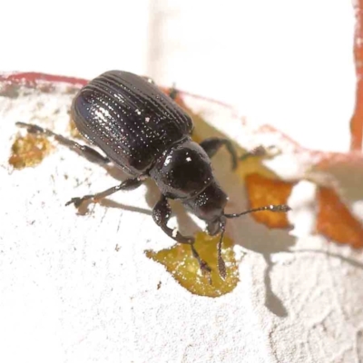 Euops sp. (genus) (A leaf-rolling weevil) at Sullivans Creek, Turner - 17 Nov 2023 by ConBoekel