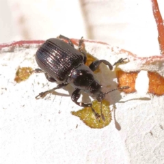 Euops sp. (genus) at Sullivans Creek, Turner - 18 Nov 2023