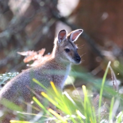 Notamacropus rufogriseus (Red-necked Wallaby) at Nunnock Swamp - 3 Feb 2024 by MB