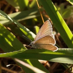 Zizina otis (Common Grass-Blue) at Haig Park - 18 Nov 2023 by ConBoekel