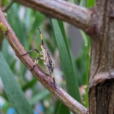 Poecilometis strigatus (Gum Tree Shield Bug) at Franklin, ACT - 4 Feb 2024 by chriselidie