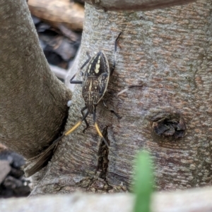 Poecilometis strigatus at Franklin, ACT - suppressed