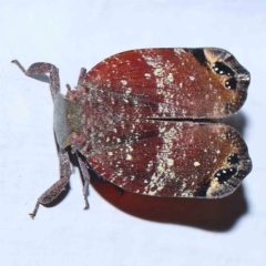 Platybrachys decemmacula (Green-faced gum hopper) at Turner, ACT - 1 Feb 2024 by ConBoekel