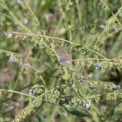 Zizina otis (Common Grass-Blue) at Lyons, ACT - 11 Dec 2016 by ran452