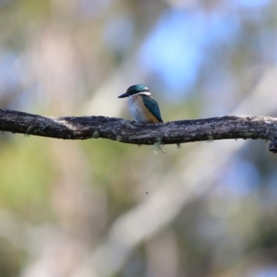 Todiramphus sanctus (Sacred Kingfisher) at South East Forest National Park - 3 Feb 2024 by MB
