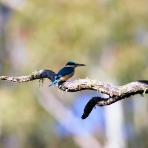 Todiramphus sanctus at Nunnock Swamp - 4 Feb 2024