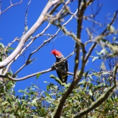 Callocephalon fimbriatum (Gang-gang Cockatoo) at South East Forest National Park - 2 Feb 2024 by MB