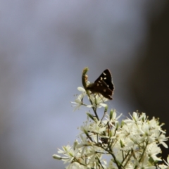 Dispar compacta (Barred Skipper) at Captains Flat, NSW - 4 Feb 2024 by Csteele4