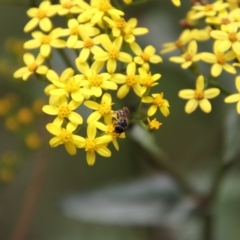 Lasioglossum (Chilalictus) sp. (genus & subgenus) at QPRC LGA - 4 Feb 2024