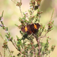 Tisiphone abeona (Varied Sword-grass Brown) at Glen Allen, NSW - 3 Feb 2024 by MB