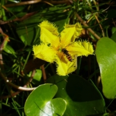 Nymphoides montana (Marshwort) at Glen Allen, NSW - 3 Feb 2024 by MB