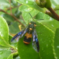 Pterygophorus cinctus (Bottlebrush sawfly) at Isaacs, ACT - 5 Feb 2024 by Mike