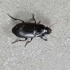 Harpalini (tribe) (Harpaline carab beetle) at Isaacs, ACT - 5 Feb 2024 by Mike