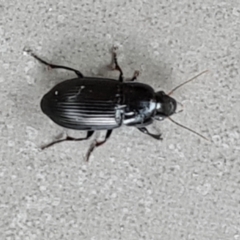 Harpalini sp. (tribe) (Harpaline carab beetle) at Isaacs, ACT - 5 Feb 2024 by Mike