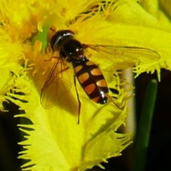 Melangyna viridiceps (Hover fly) at Nunnock Swamp - 3 Feb 2024 by MB