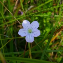 Geranium neglectum (Red-stemmed Cranesbill) at Nunnock Swamp - 3 Feb 2024 by MB