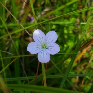 Geranium neglectum at Nunnock Swamp - 4 Feb 2024