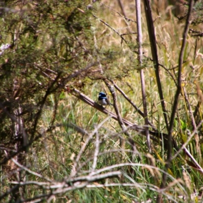 Malurus cyaneus (Superb Fairywren) at Glen Allen, NSW - 3 Feb 2024 by MB