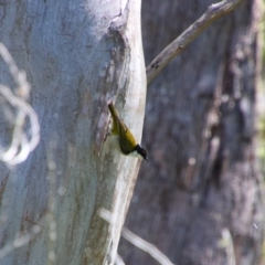 Melithreptus lunatus (White-naped Honeyeater) at Glen Allen, NSW - 3 Feb 2024 by MB